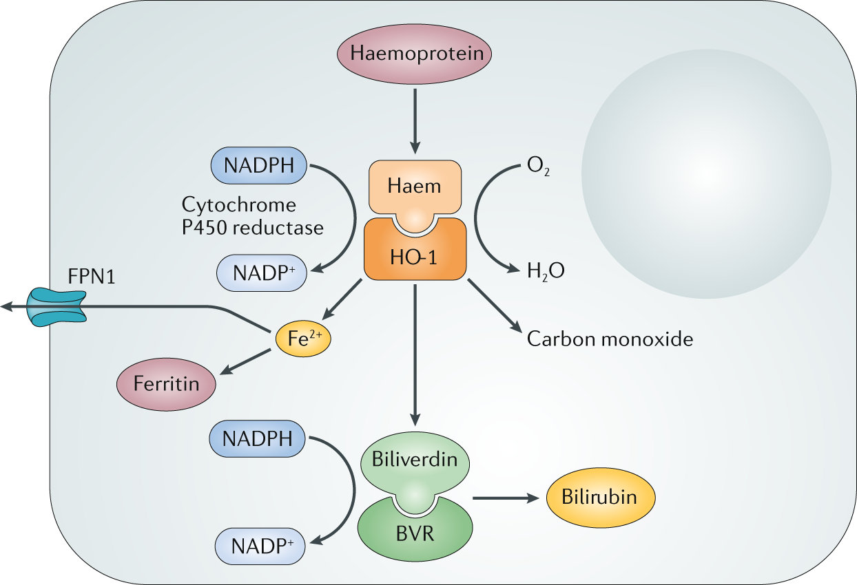Regulation Of Inflammation By The Antioxidant Haem Oxygenase 1 Nature Reviews Immunology Regulation Of Inflammation By The Antioxidant Haem Oxygenase 1 Nature Reviews Immunology
