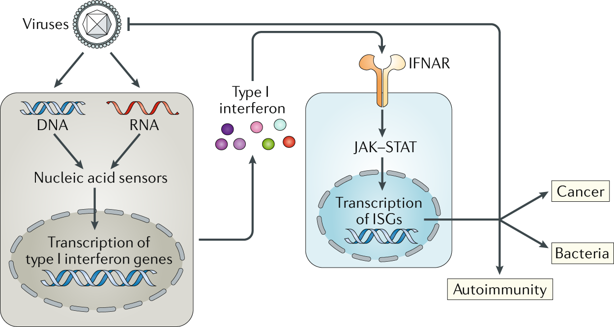 Rig I Like Receptors Their Regulation And Roles In Rna Sensing Nature Reviews Immunology Rig I Like Receptors Their Regulation And Roles In Rna Sensing Nature Reviews Immunology