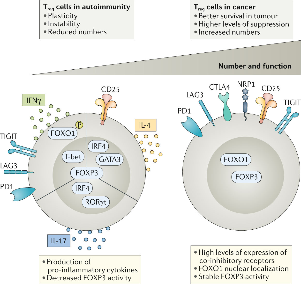 Cells at Work!'s Cancer Cell Gains Regulartory T Cell as an Ally