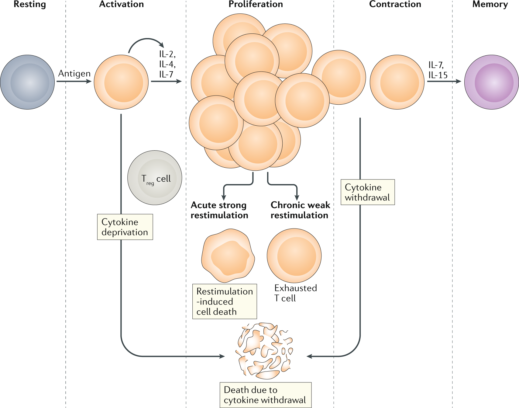 Full article: Epigenetic treatment of multiple myeloma mediates tumor  intrinsic and extrinsic immunomodulatory effects