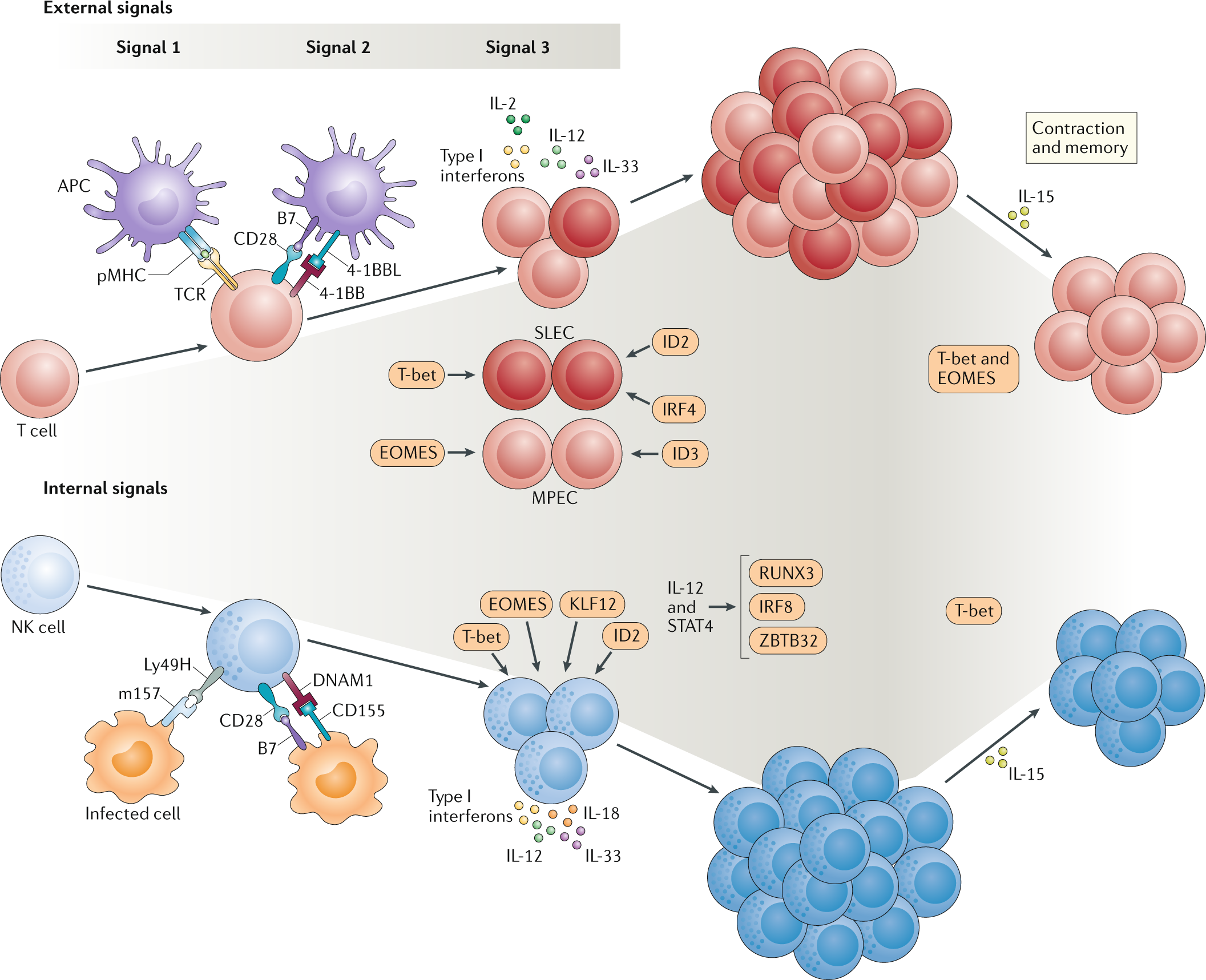 Clonal expansion of innate and adaptive lymphocytes | Nature Reviews  Immunology