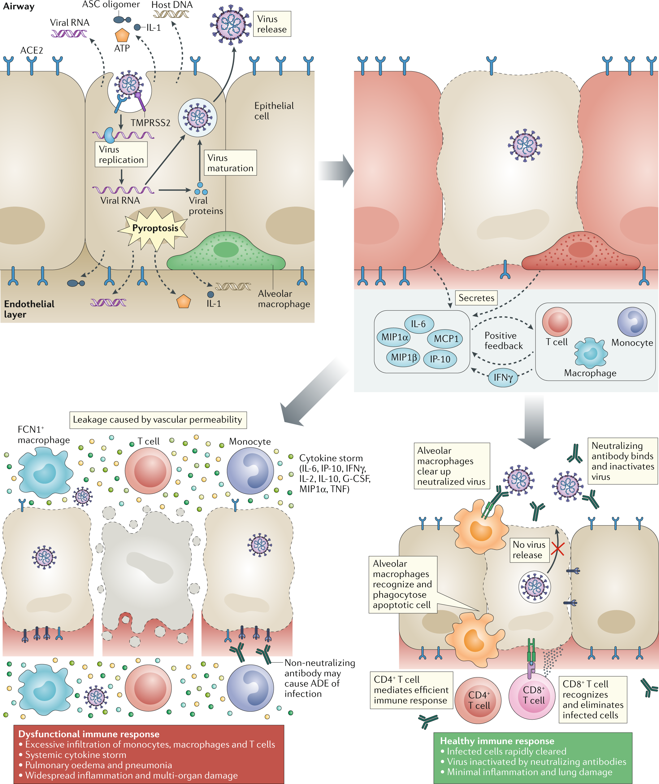 SARS-CoV-2 omicron variant may evade host immune responses