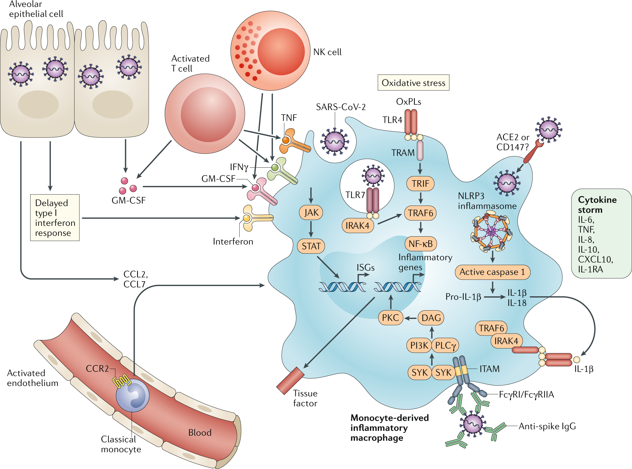 Nature Reviews Immunology