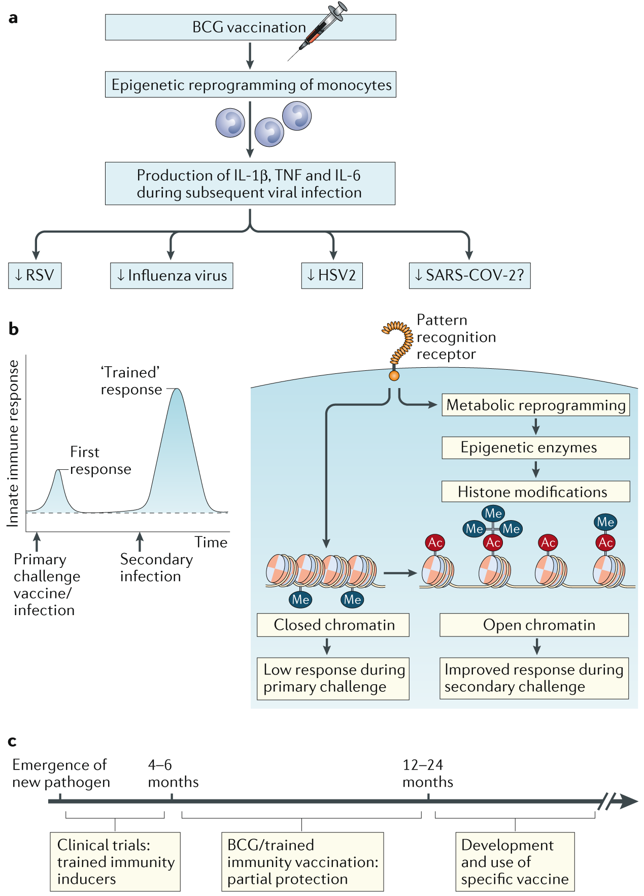 BCG-induced trained immunity: can it offer protection against COVID-19? |  Nature Reviews Immunology