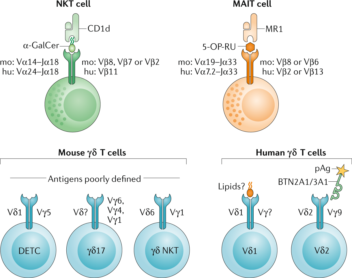 Cd3 Mature T Cells