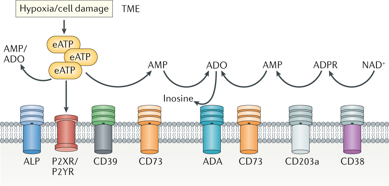 Targeting Cd39 In Cancer Nature Reviews Immunology
