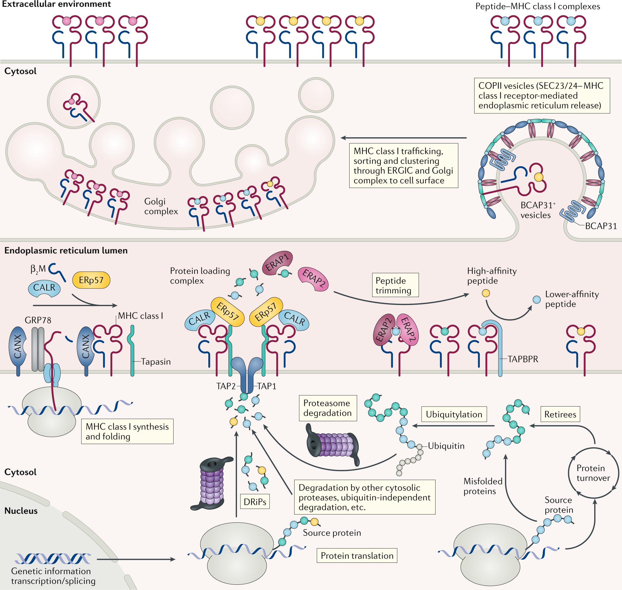 A few good peptides: MHC class I-based cancer immunosurveillance and  immunoevasion | Nature Reviews Immunology
