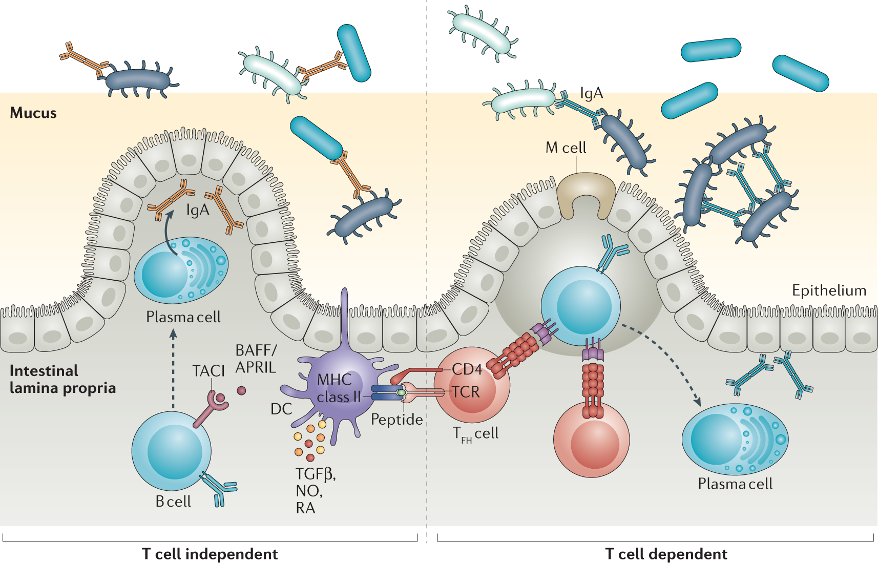 The systemic anti-microbiota IgG repertoire can identify gut