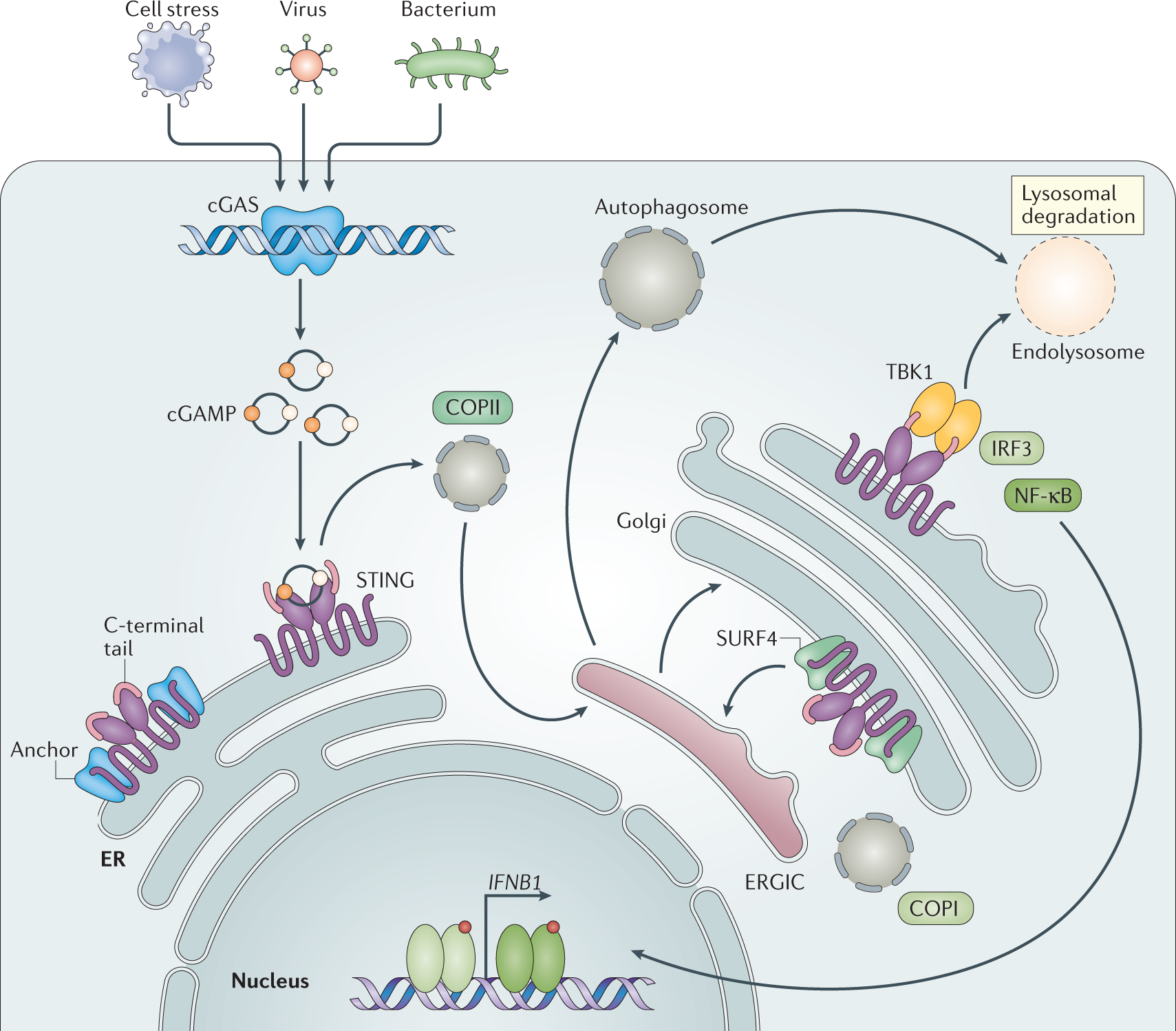 The cGAS–STING pathway as a therapeutic target in inflammatory diseases |  Nature Reviews Immunology