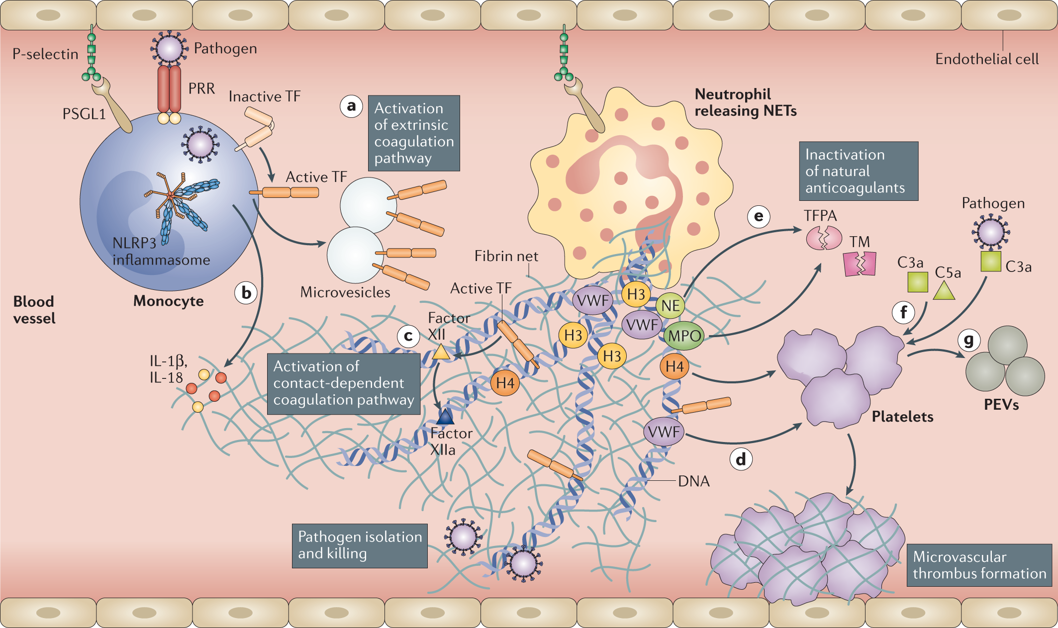 Endothelial dysfunction and immunothrombosis as key pathogenic mechanisms  in COVID-19 | Nature Reviews Immunology