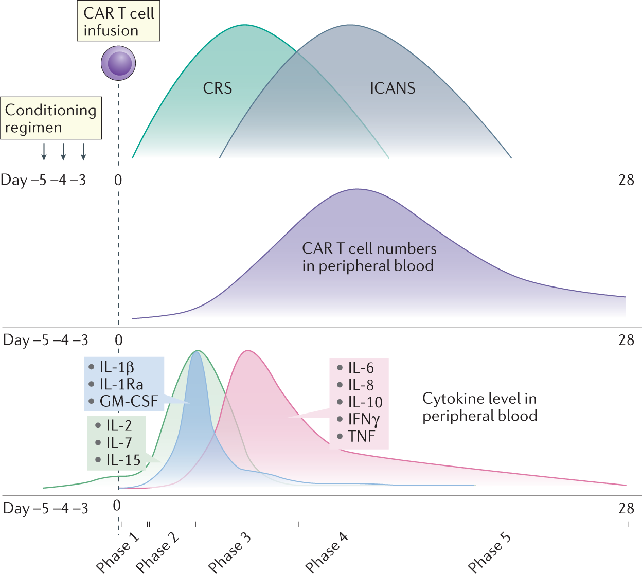 Cytokine release syndrome and associated neurotoxicity in cancer  immunotherapy | Nature Reviews Immunology