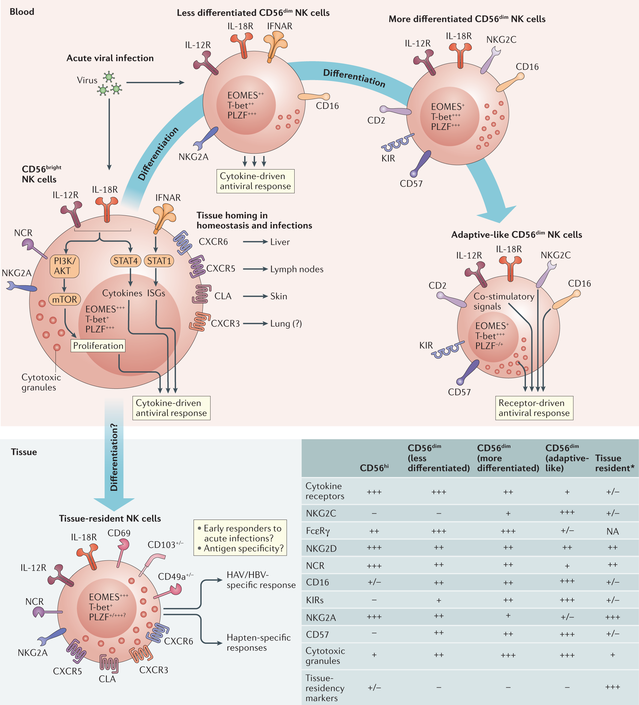 Natural killer cells in antiviral immunity | Nature Reviews Immunology