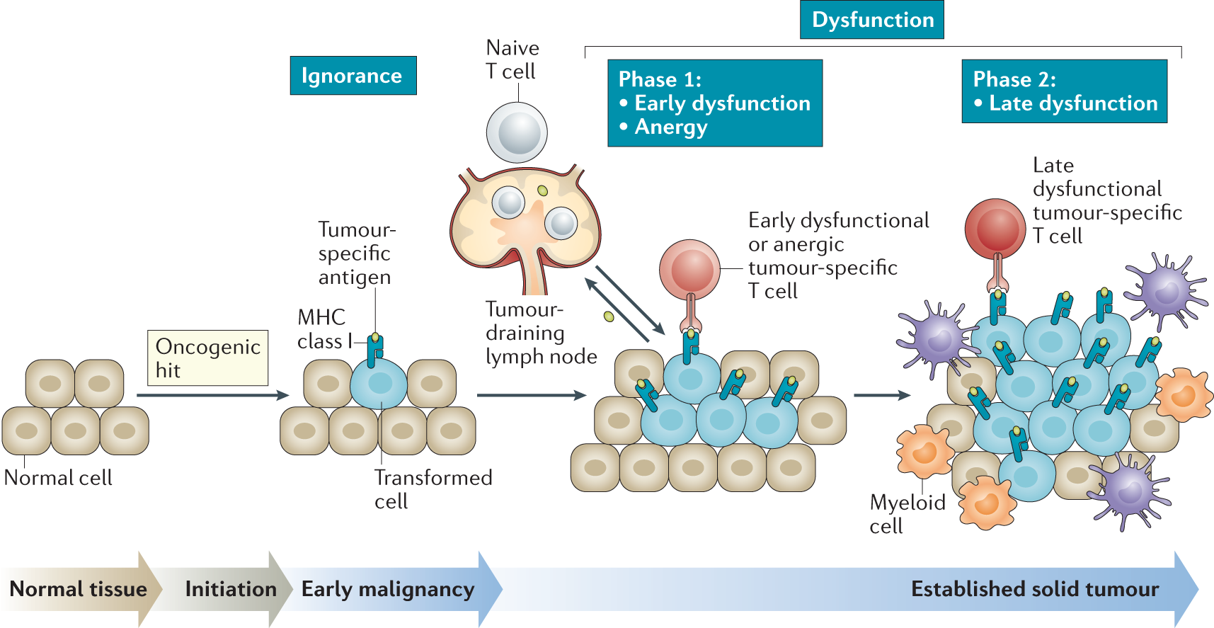 CD8+ T cell differentiation and dysfunction in cancer | Nature Reviews  Immunology