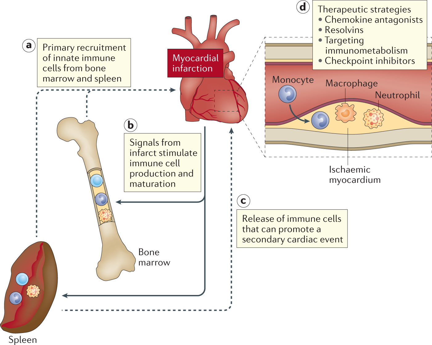 Immune-based therapies in cardiovascular and metabolic diseases: past,  present and future | Nature Reviews Immunology