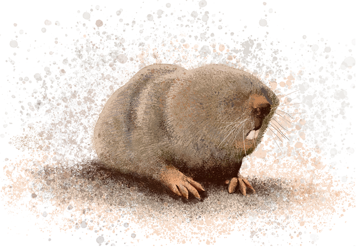 The mole rat's secret to cancer resistance | Nature Reviews Immunology