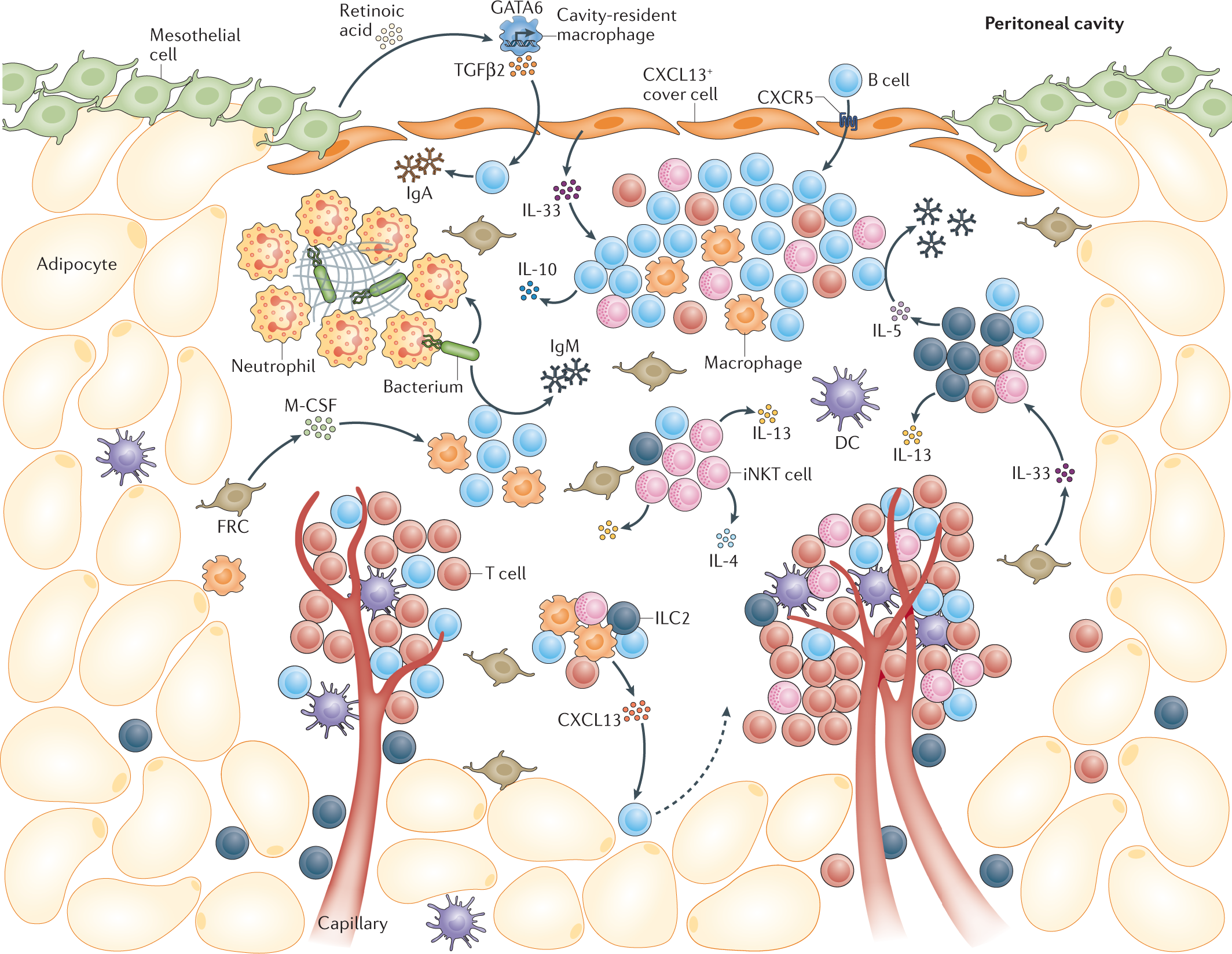 Et al 2016. Idmonarachne garwood et al. Hardman et al 2016. Promoter methylation in cancer. Leukocytes functions.