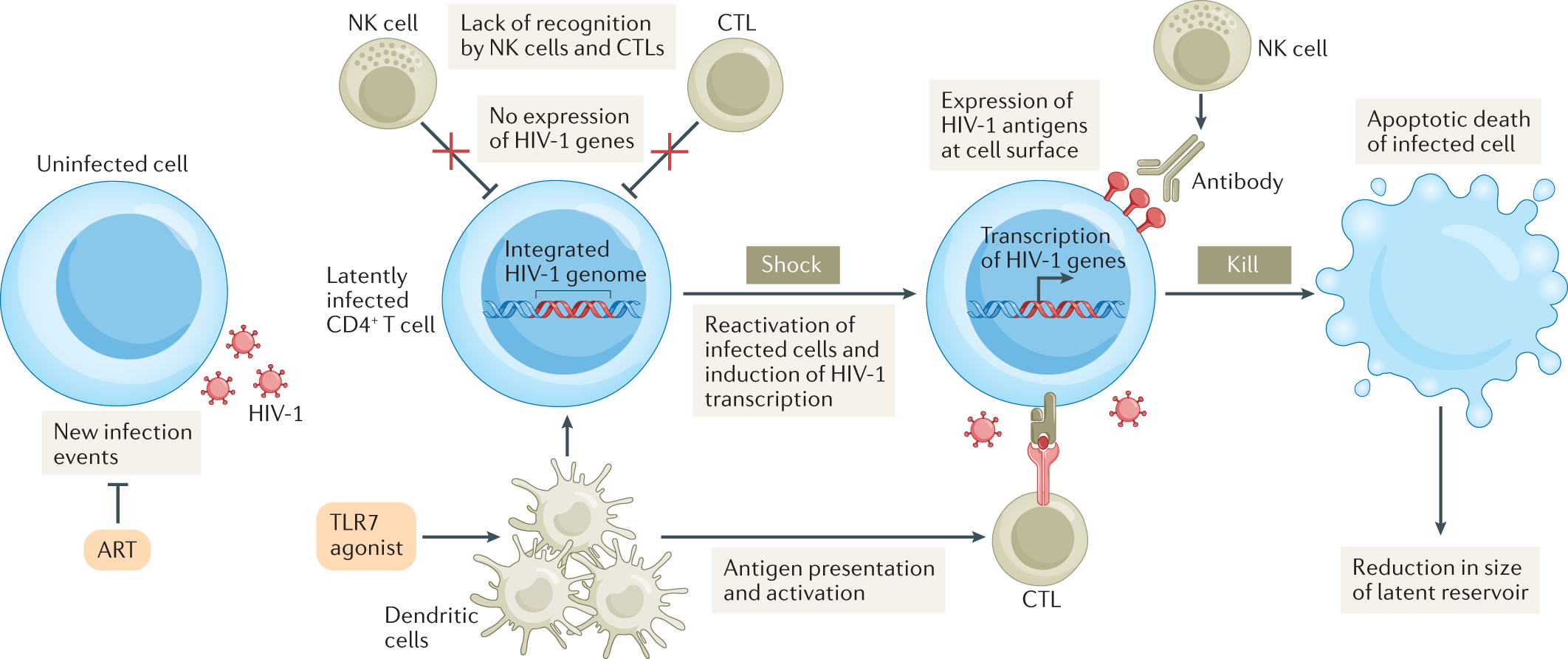 A Better Understanding of How HIV-1 Evades the Immune System