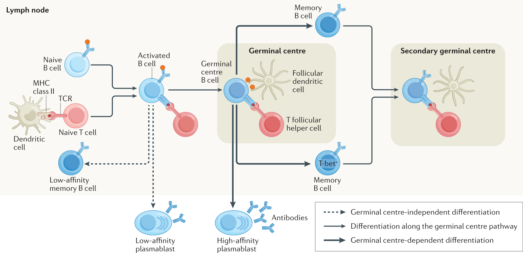 Immunomodulatory response in an experimental model of brain death