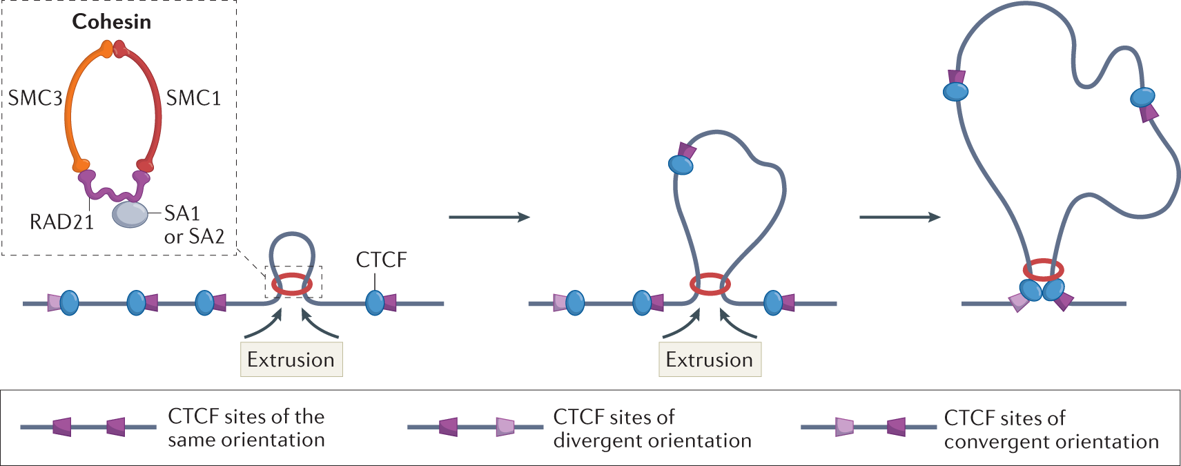 The role of chromatin loop extrusion in antibody diversification | Nature  Reviews Immunology