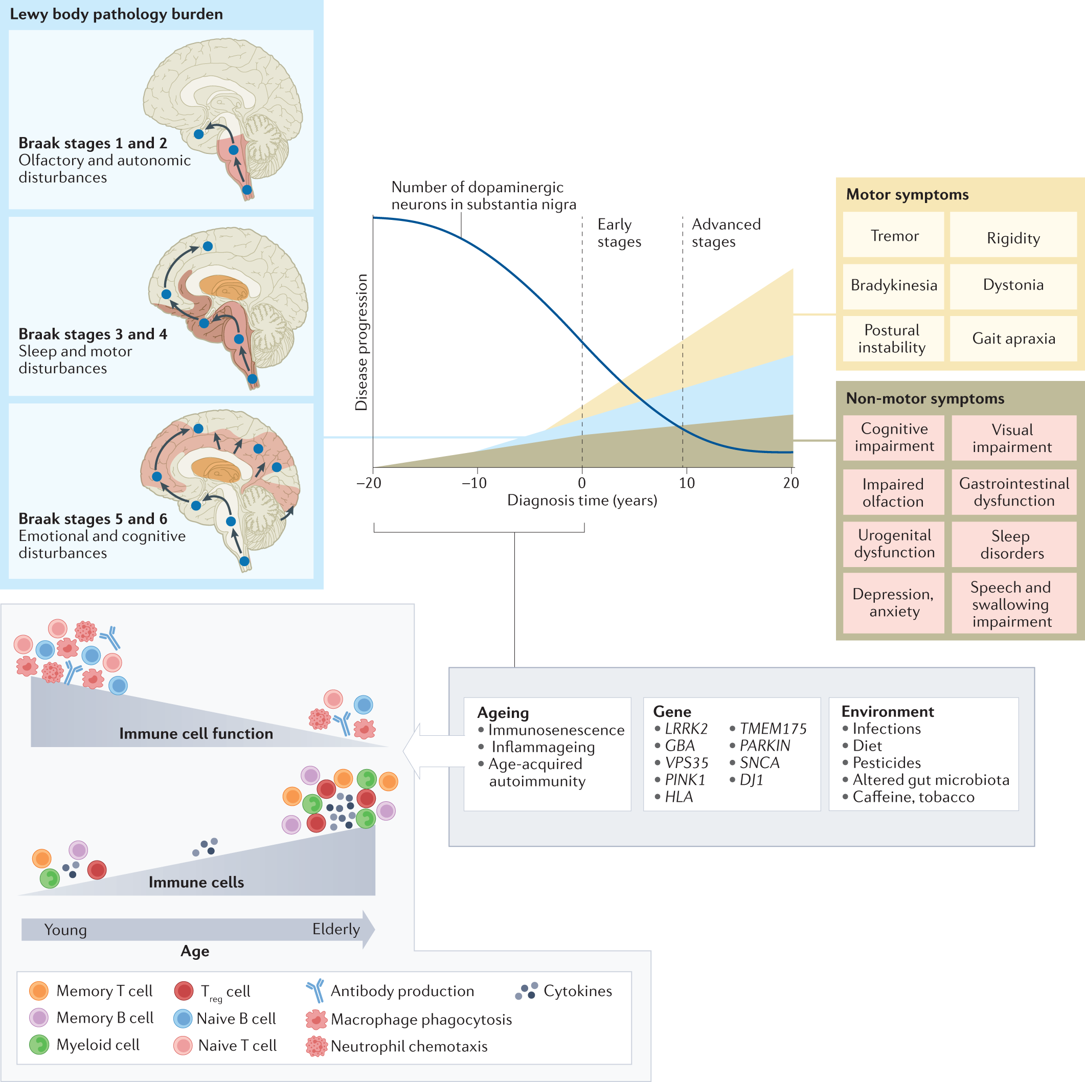 Sleep Disorder, Immune System, Antioxidant Support and Cognitive Support