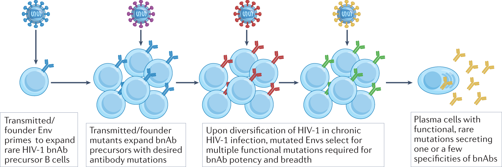 Strategies For Hiv 1 Vaccines That Induce Broadly Neutralizing Antibodies Nature Reviews Immunology Strategies For Hiv 1 Vaccines That Induce Broadly Neutralizing Antibodies Nature Reviews Immunology