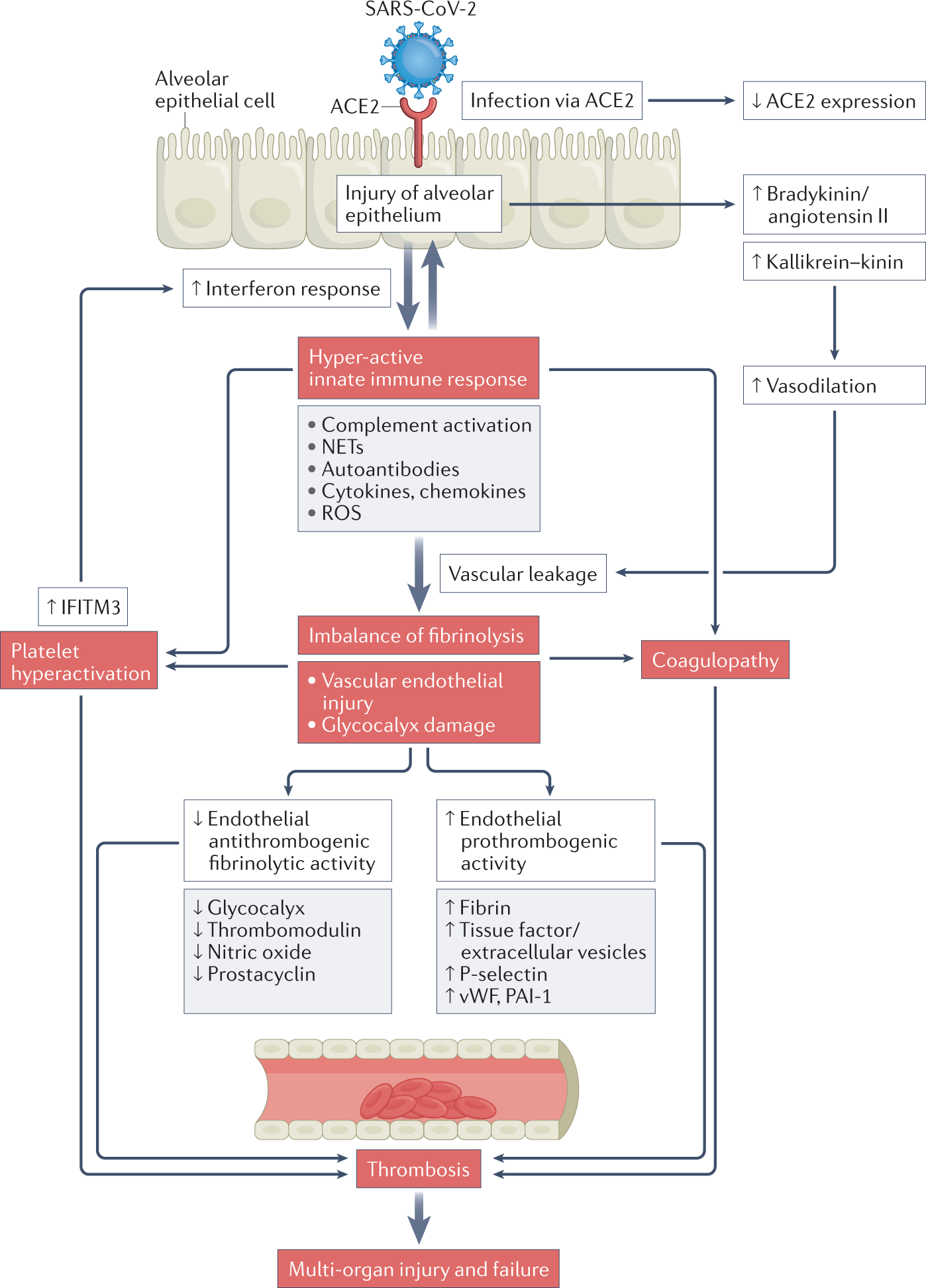 Fig. 2: Pathway contributing to COVID-19-associated coagulopathy.