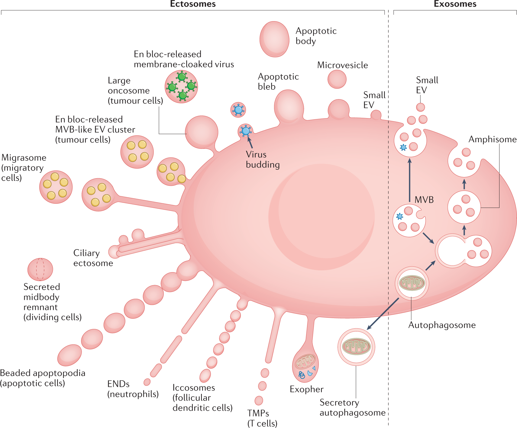 PARTIALLY EDITABLE Immunocompromised Person Inside