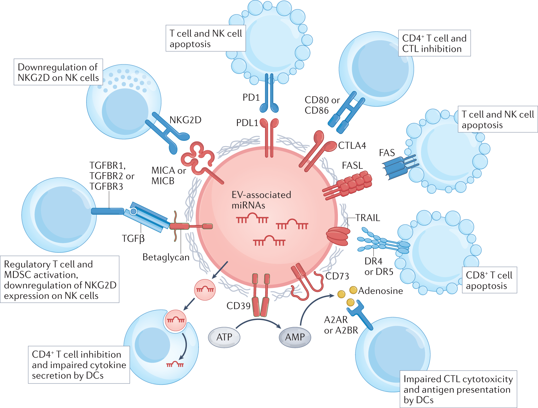 Potential roles of extracellular vesicles in the pathophysiology