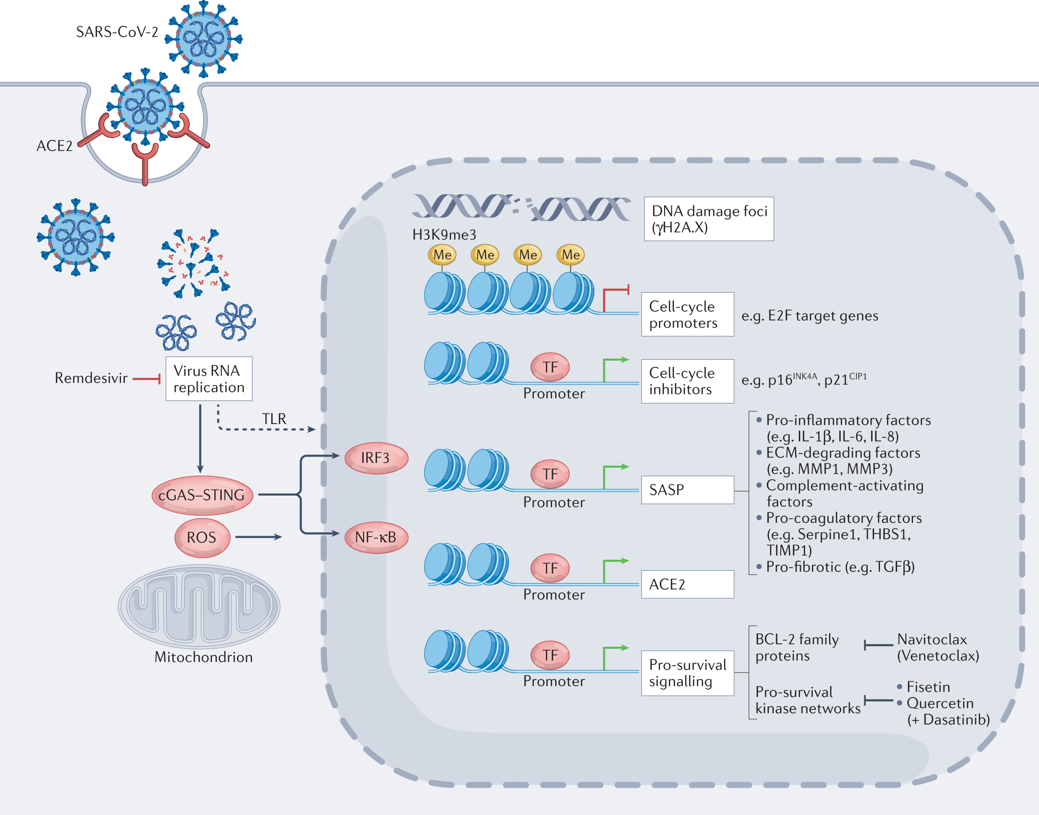 Fisetin is a senotherapeutic that extends health and lifespan - eBioMedicine