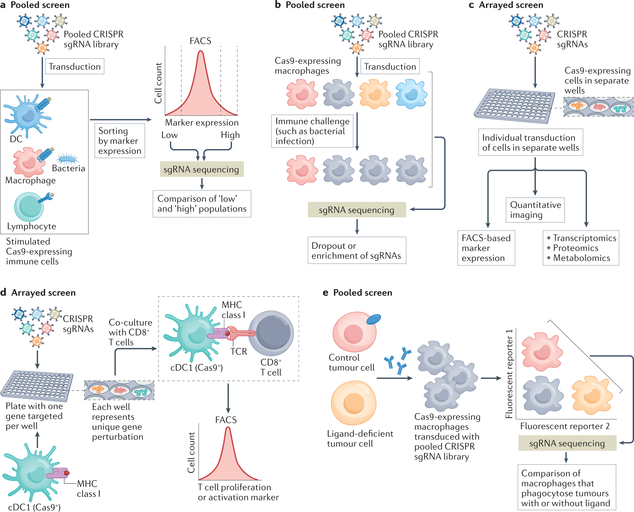 CRISPR screens for functional interrogation of immunity | Nature Reviews  Immunology