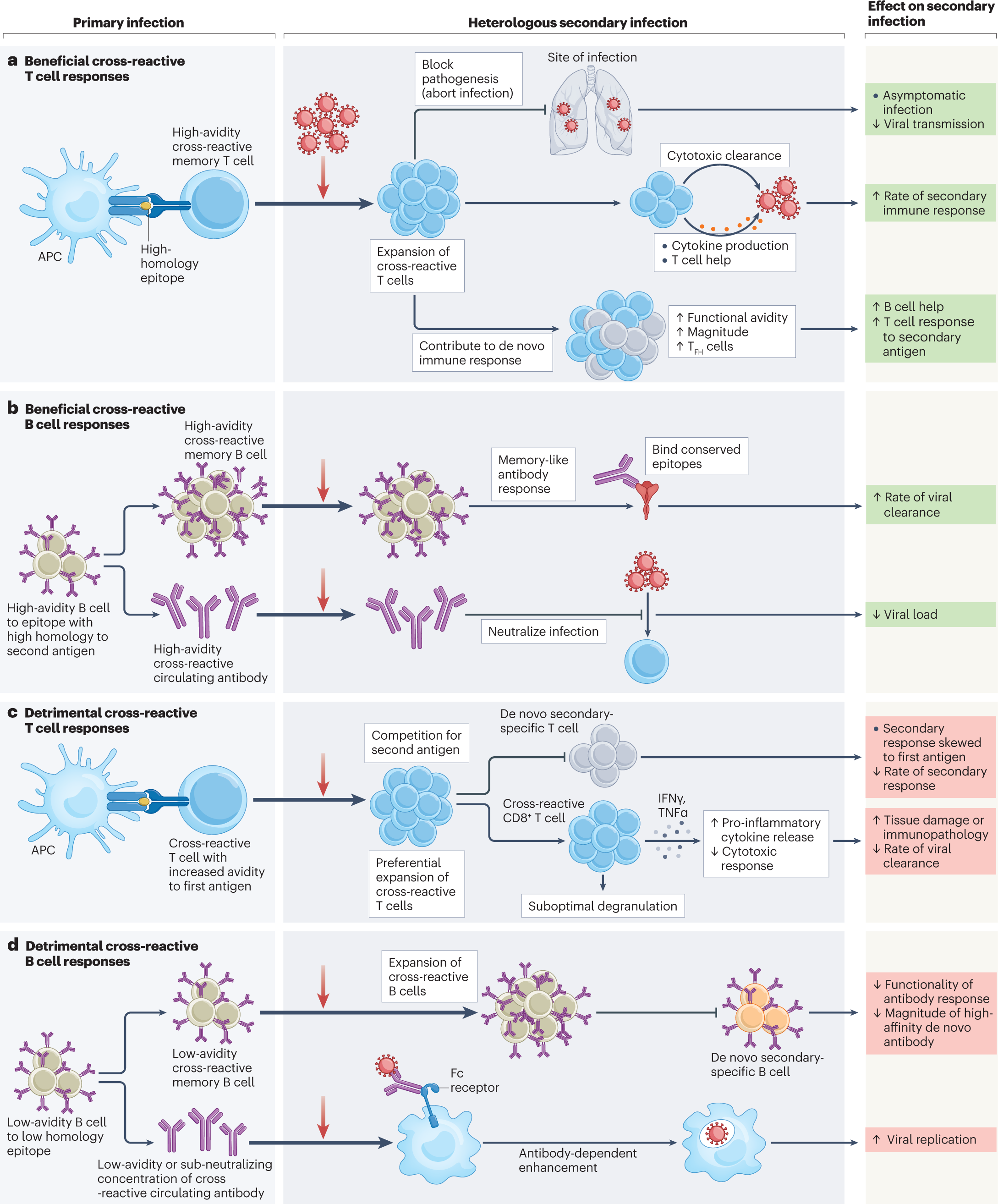 Cell-mediated immunity is essential to prevent reinfection by the