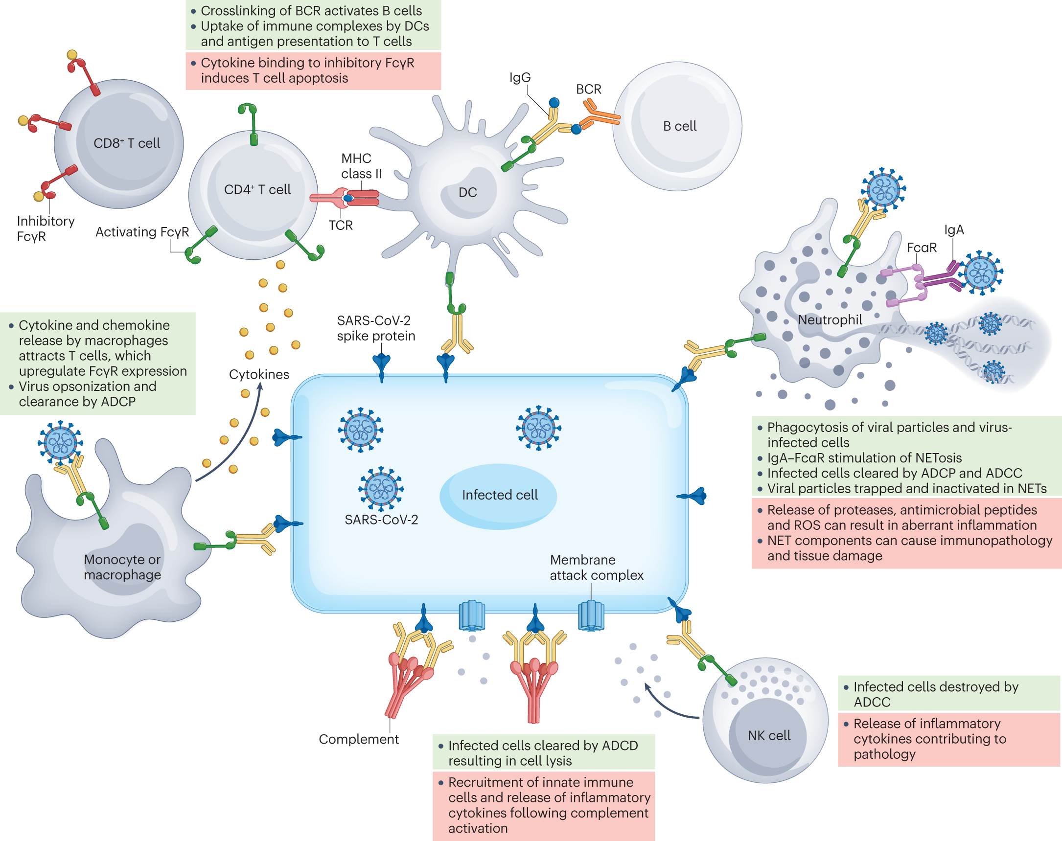 Characterization and immune regulation role of an immobilization