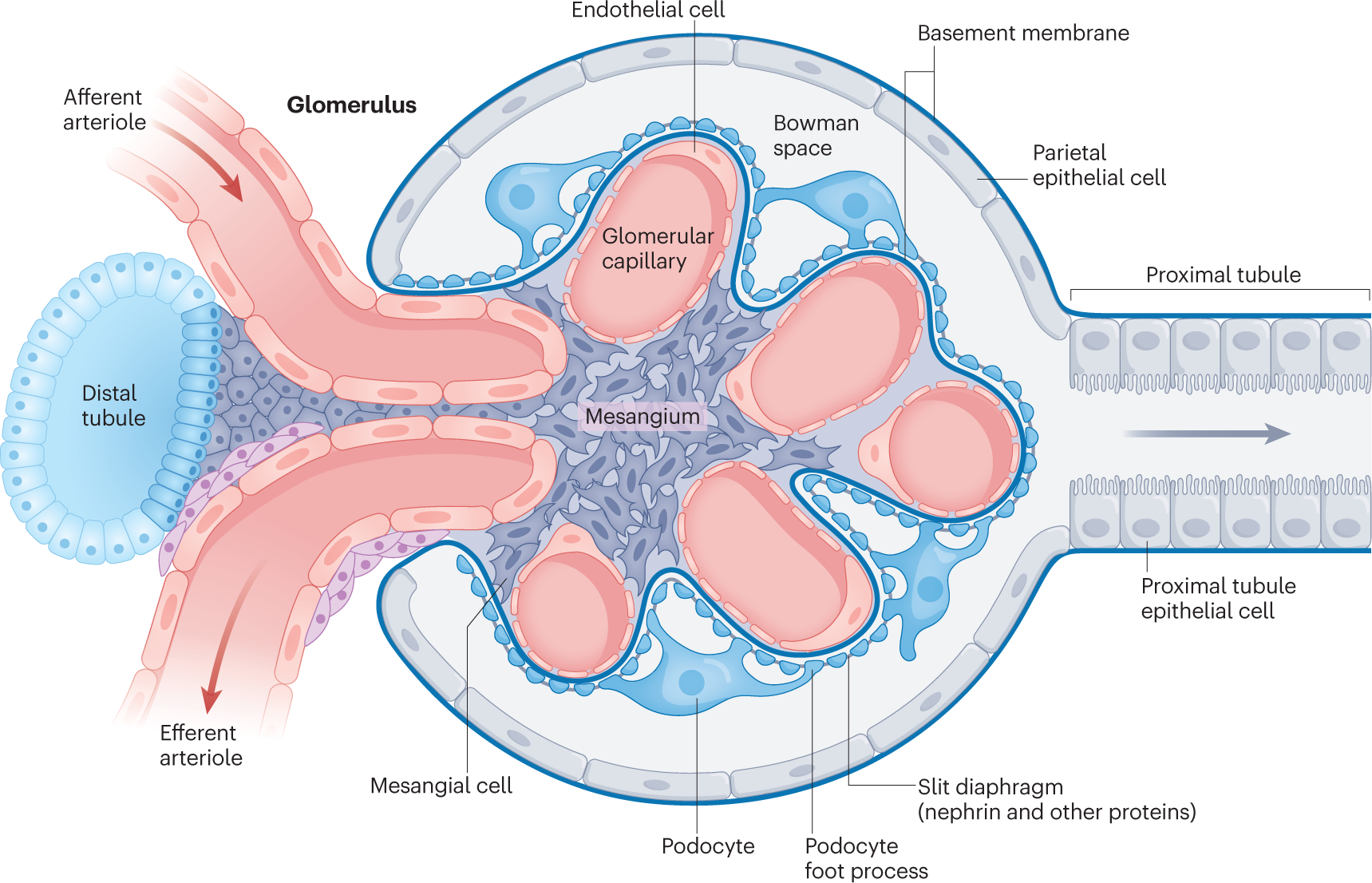 Glomerulonephritis: immunopathogenesis and immunotherapy | Nature Reviews  Immunology