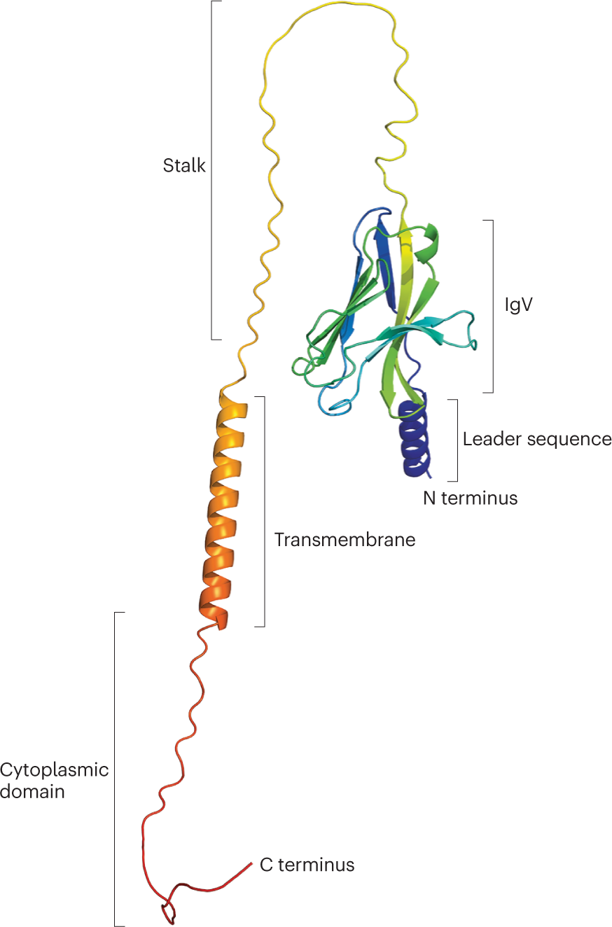 From structure to function – Ligand recognition by myeloid C-type