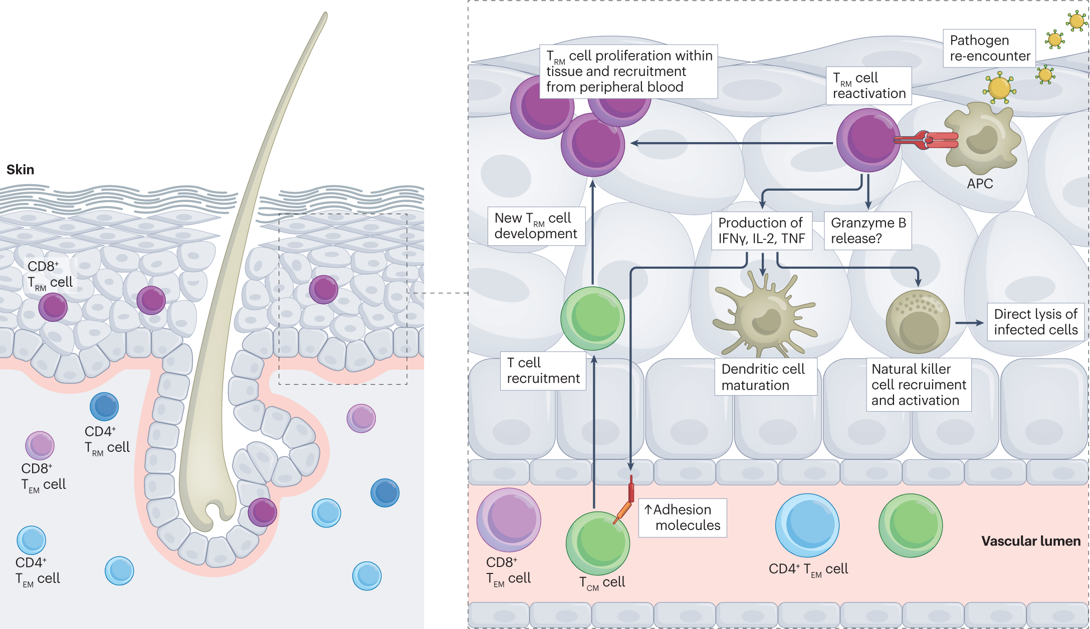 Antigen presentation by lung epithelial cells directs CD4+ TRM cell  function and regulates barrier immunity