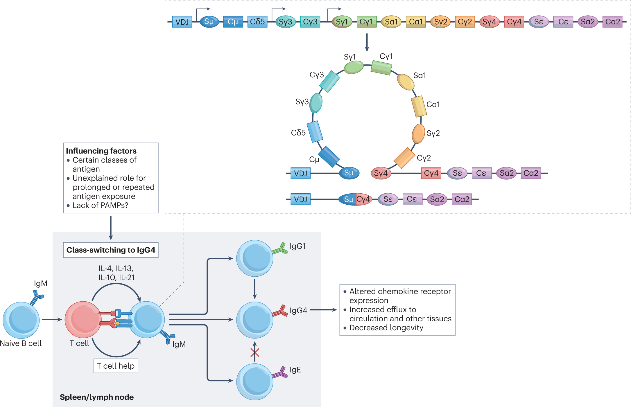 Altered Fc galactosylation in IgG4 is a potential serum marker for