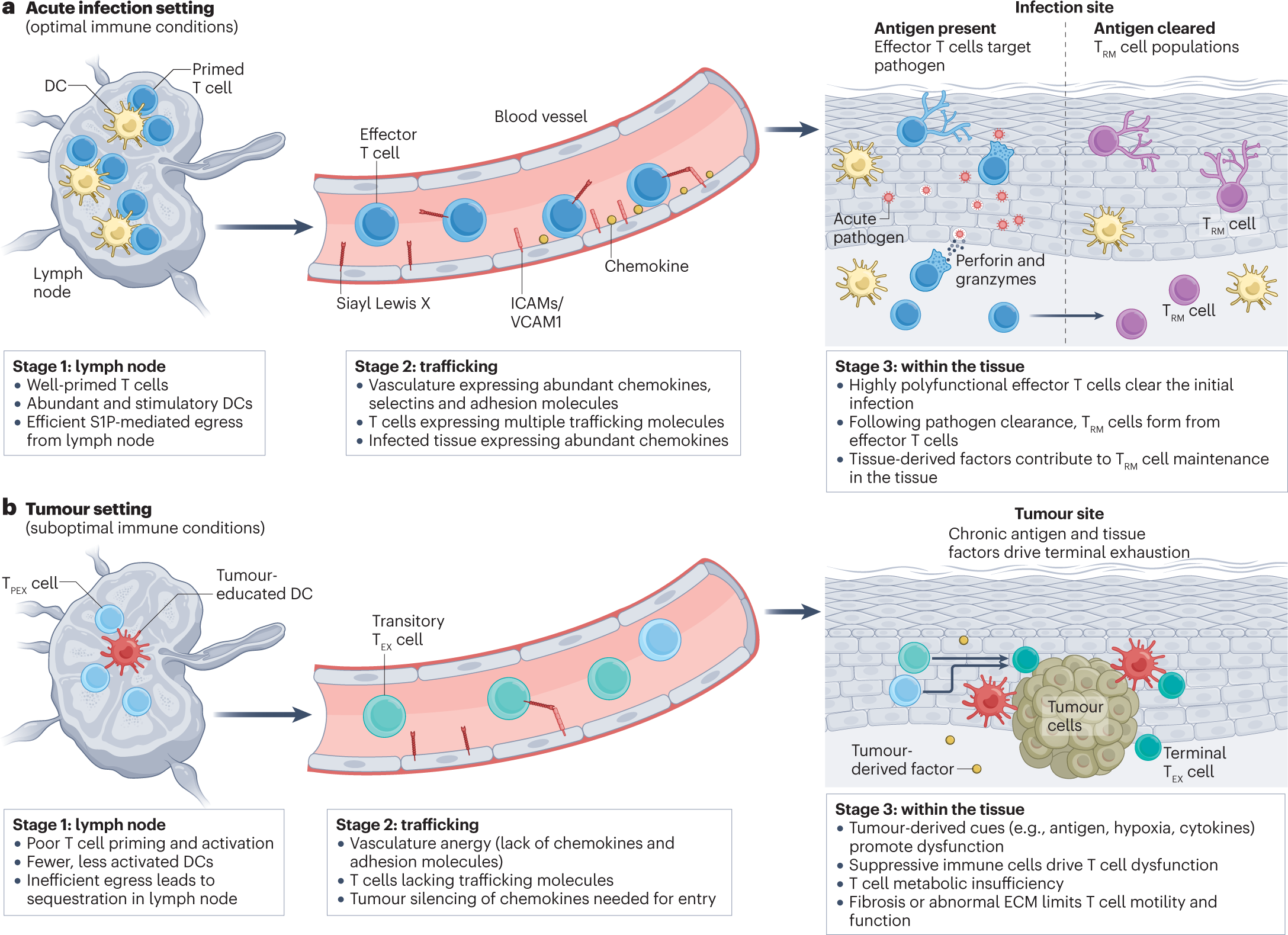 Localization, tissue biology and T cell state — implications for 