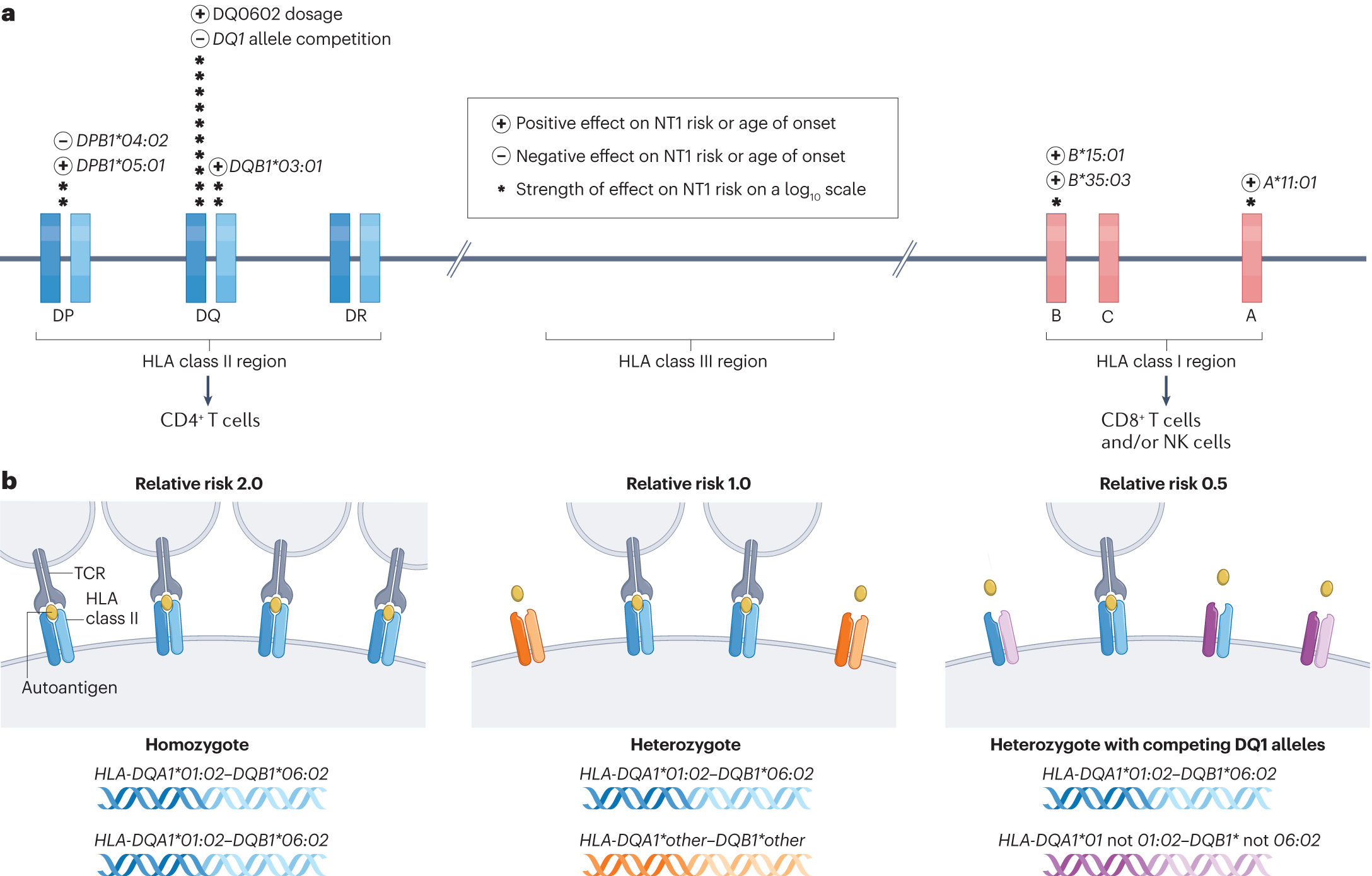 The immunopathogenesis of narcolepsy type 1 Nature Reviews Immunology