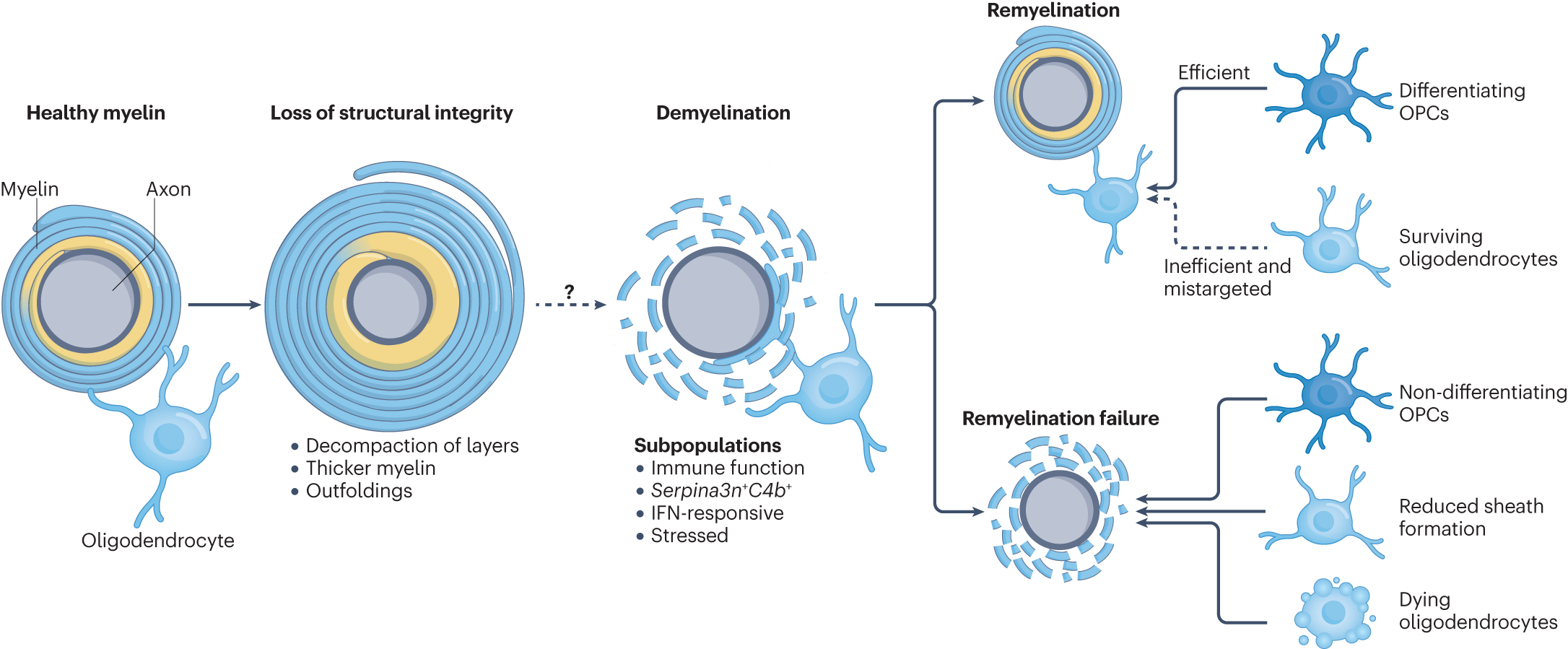 Microglia regulation of central nervous system myelin health and  regeneration