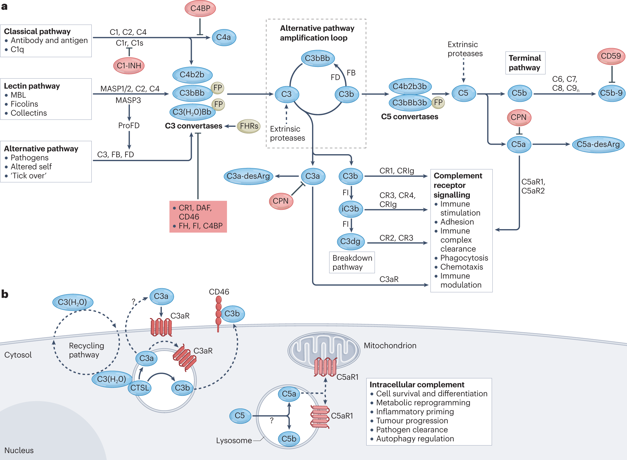 Stopping staph: Could it alter the course of diabetes? - The Loop