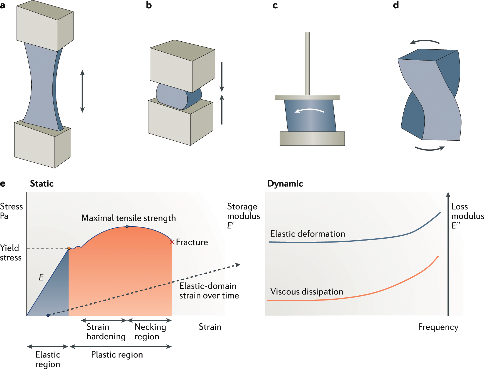 The stiffness of living tissues and its implications for tissue engineering  | Nature Reviews Materials