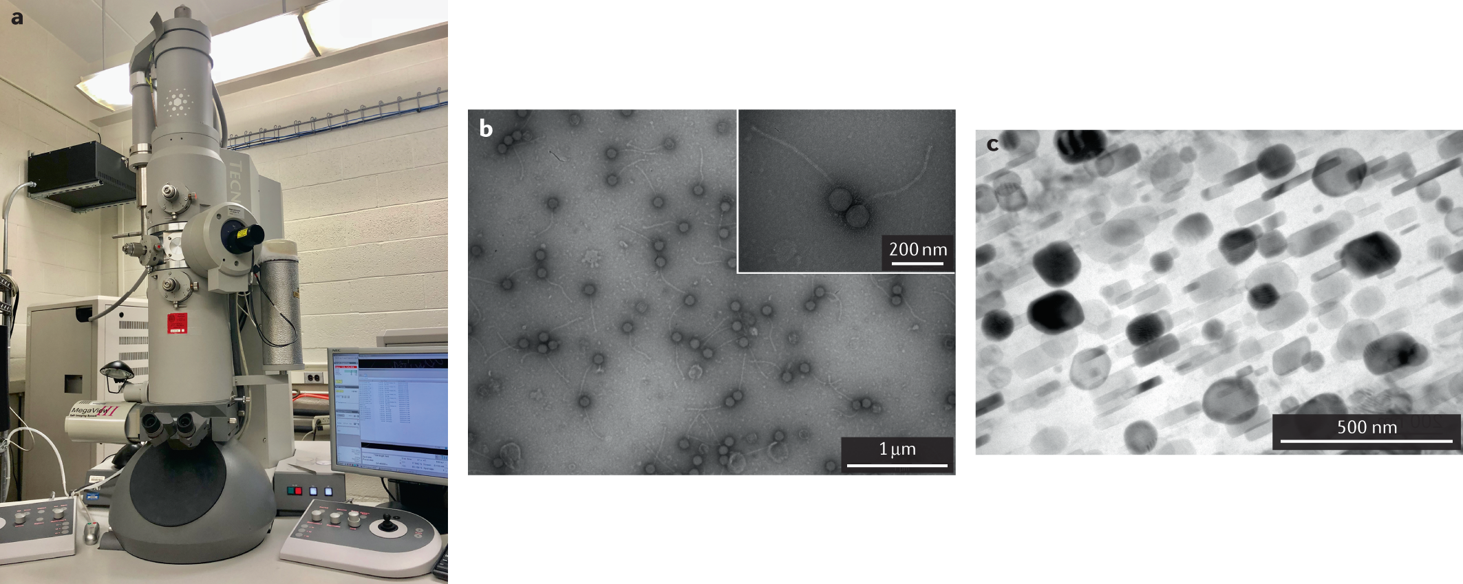 Microscopy Research and Technique, Microscopy Journal