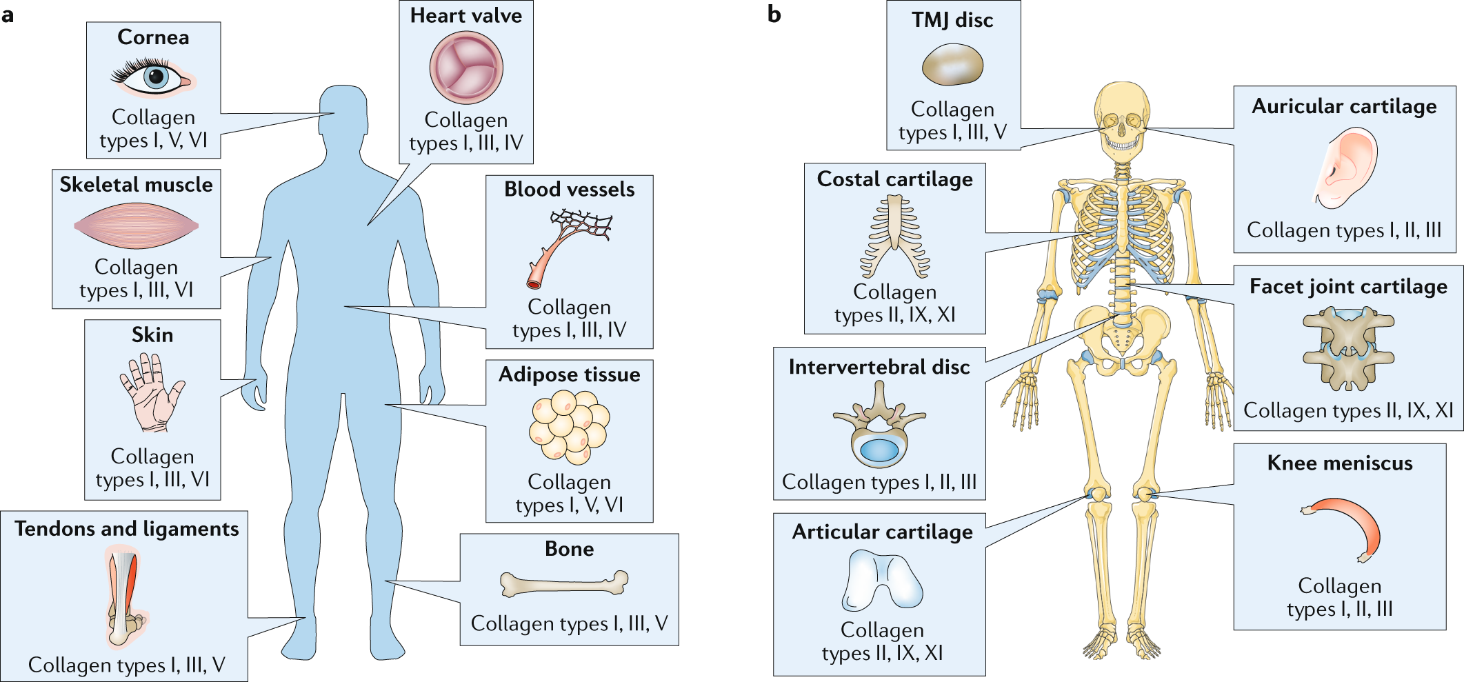 Increased Collagen Turnover Is a Feature of Fibromuscular