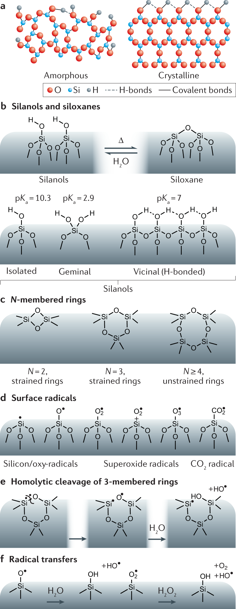 Synthetic amorphous silica nanoparticles: toxicity, biomedical and  environmental implications | Nature Reviews Materials