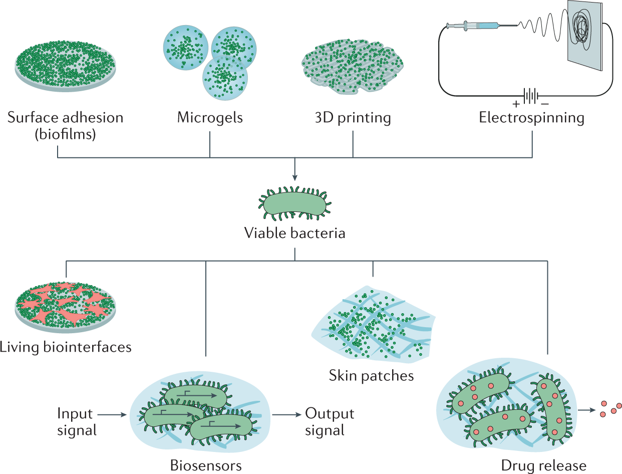 Engineered living biomaterials