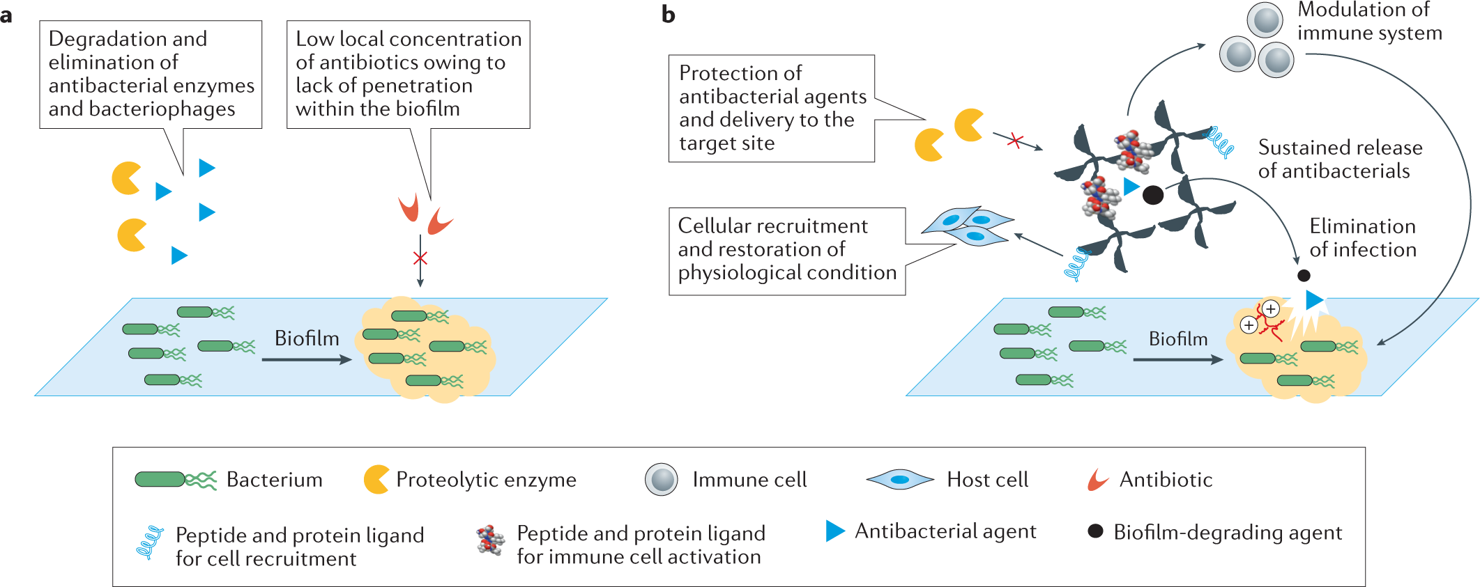 A comprehensive review on peptide-bearing biomaterials: From ex