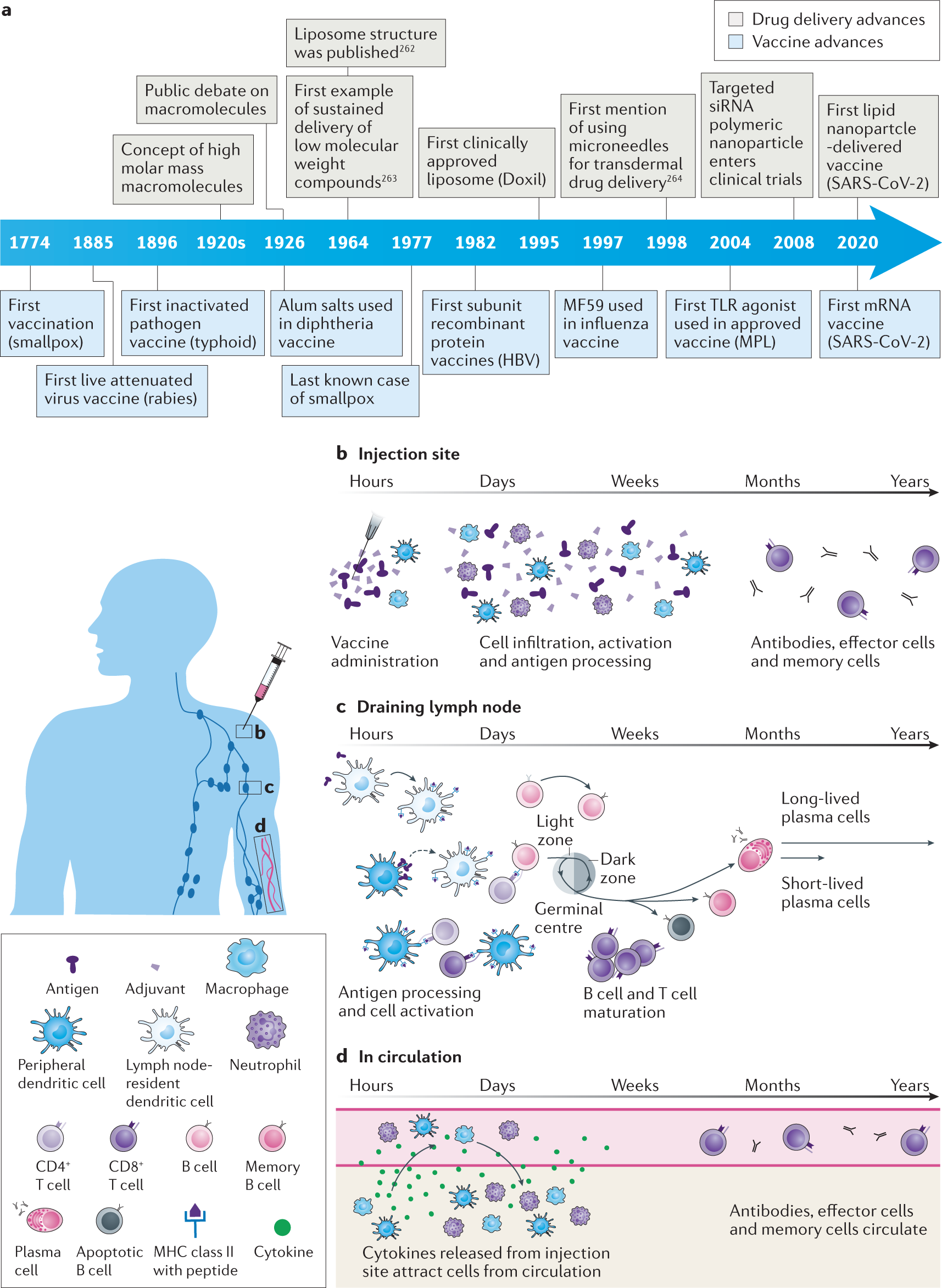 Designing spatial and temporal control of vaccine responses | Nature  Reviews Materials