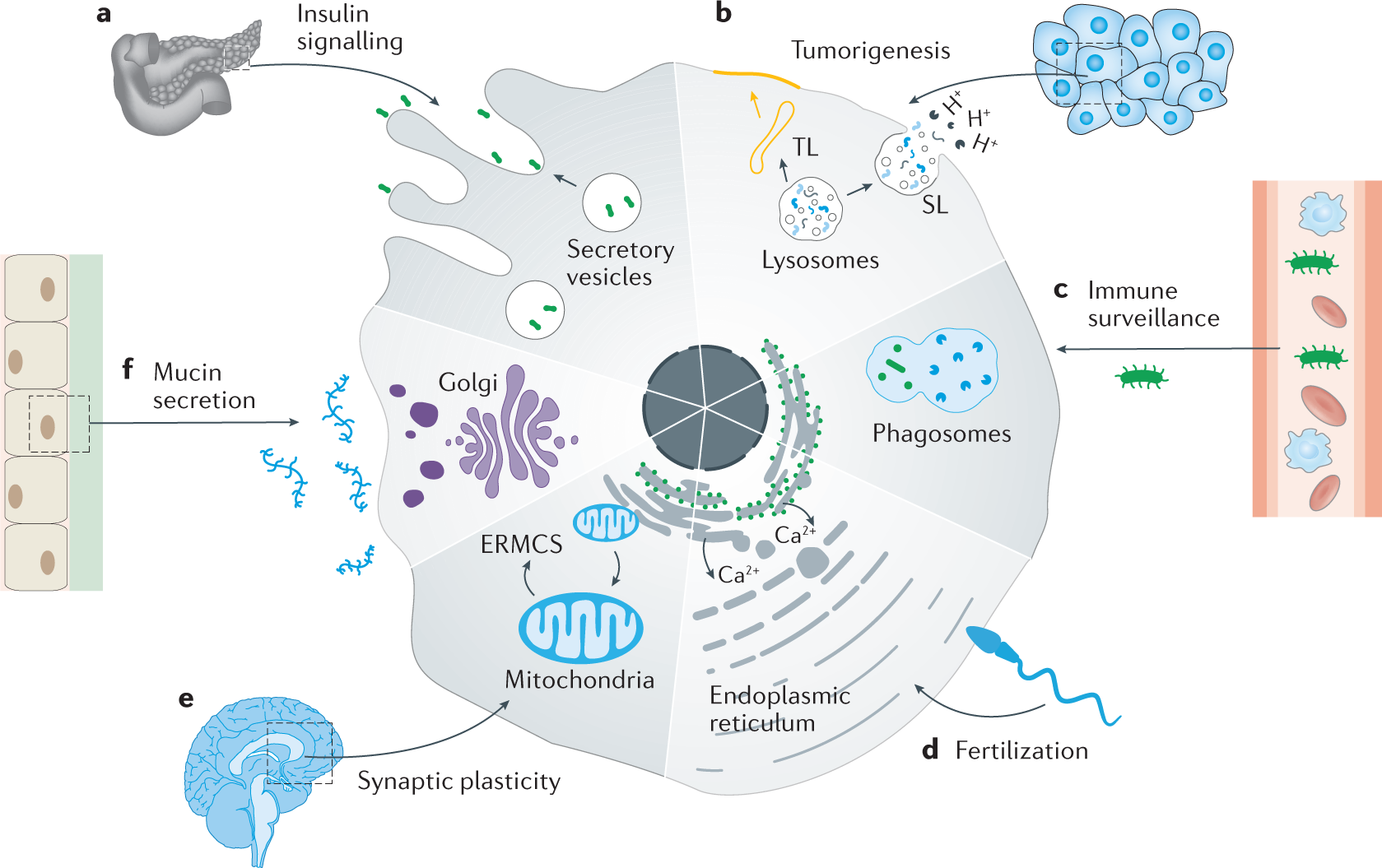 Organelle-level precision with next-generation targeting technologies |  Nature Reviews Materials