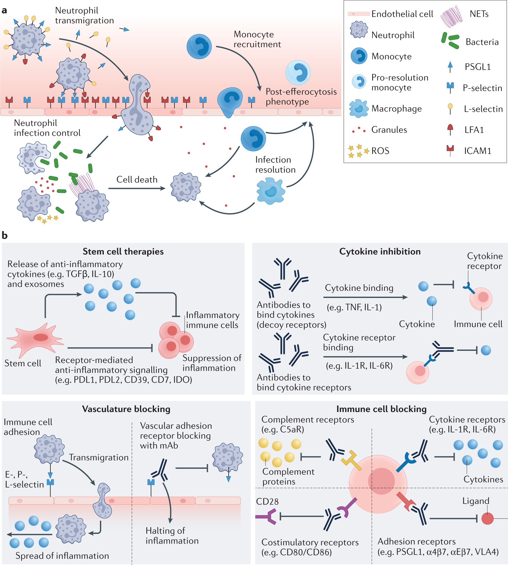 Polymeric particle-based therapies for acute inflammatory diseases | Nature  Reviews Materials
