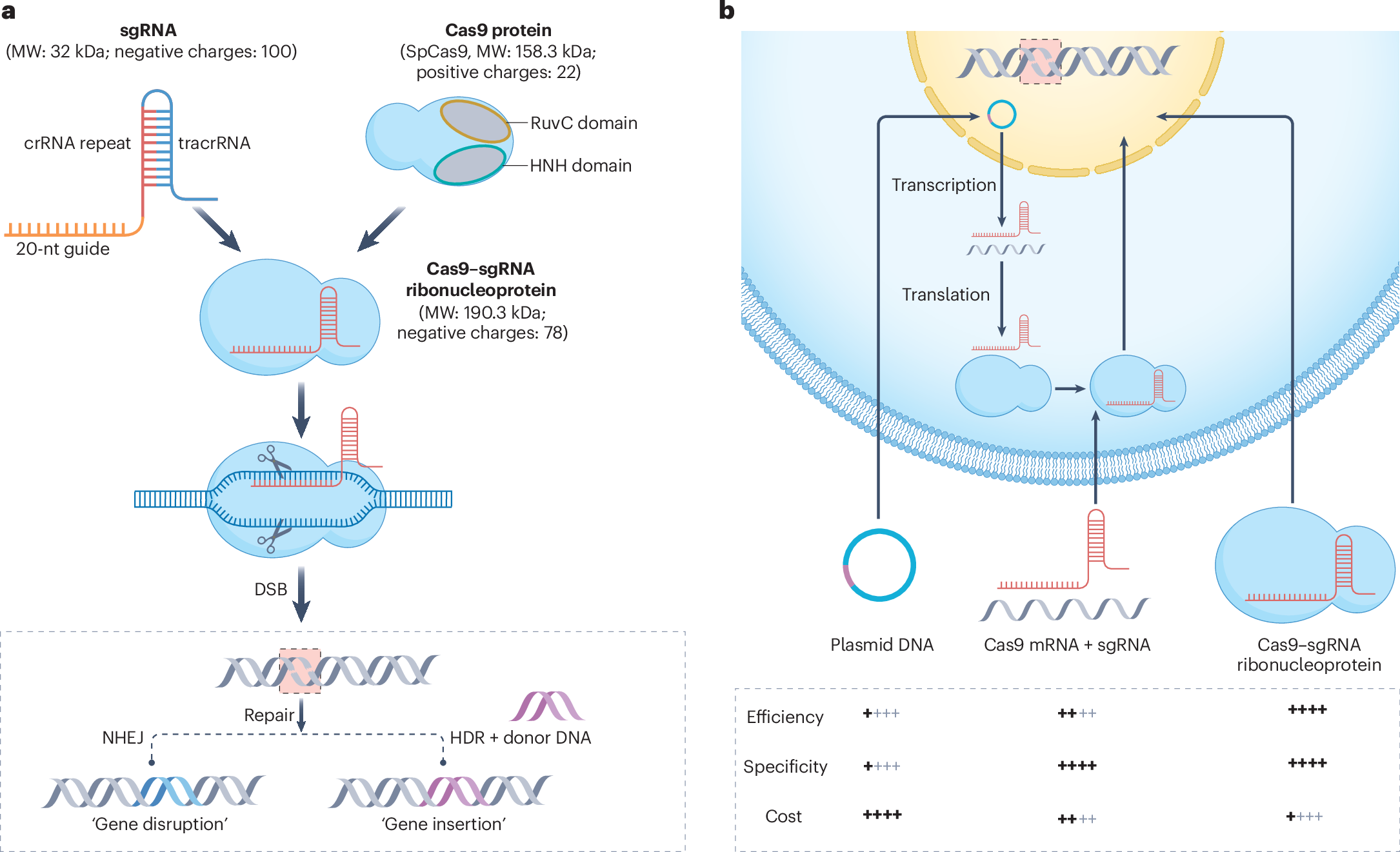 DNA and molecular biology research concept for CRISPR genome editing